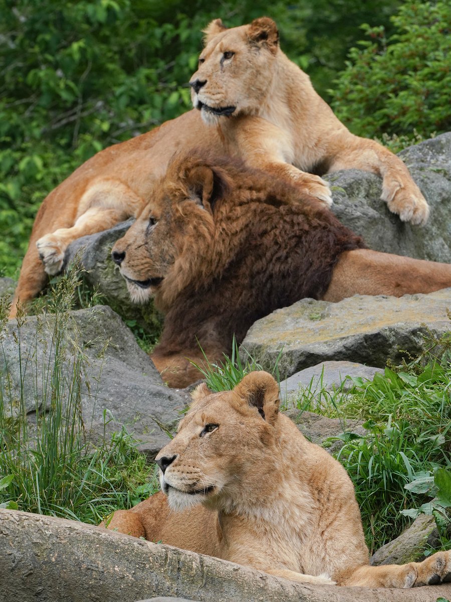 同じ方向を観察する   #ライオン たち

ジャングルバスの様子が気になるようです🙄   fujisafari.co.jp/animal-safari/…