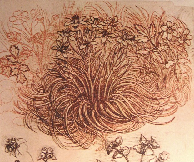Drawing of a botanical study #artbots #davinci