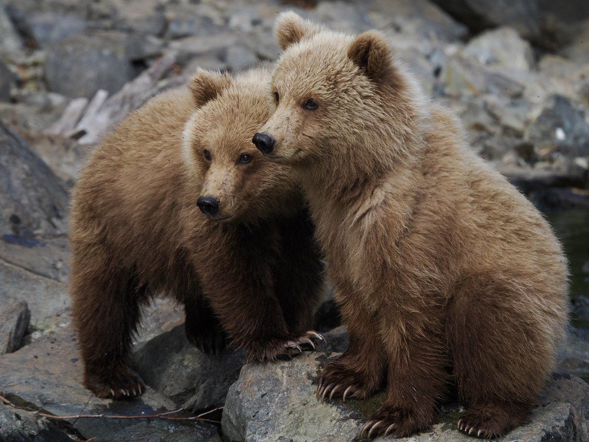 Rob Rackliffe (@robrackliffe) on Twitter photo A final day out in Alaska and we took a Sea Plane out to Redoubt Bay to look for GRIZZLY BEARS and Salmon! It was something I’ve always wanted to do and it was incredible! We saw a mother and 2 cubs so close! Plus below the plane, 25 Beluga Whales!! With <a href="/a1virginia/">Virginia Fairchild</a> A final day out in Alaska and we took a Sea Plane out to Redoubt Bay to look for GRIZZLY BEARS and Salmon! It was something I’ve always wanted to do and it was incredible! We saw a mother and 2 cubs so close! Plus below the plane, 25 Beluga Whales!! With <a href="/a1virginia/">Virginia Fairchild</a>
