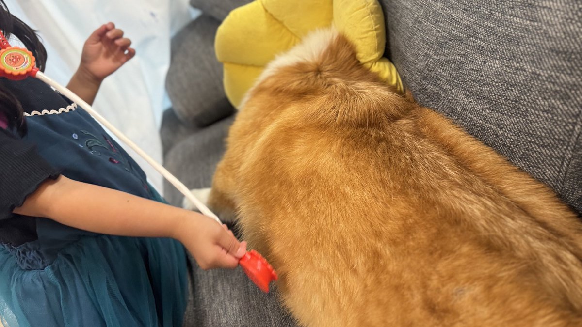 ラッキー散歩中に小さい球状の物体を拾い食いしてしまい手術•入院しておりました…無事退院してしばらくエリカラ生活しながら安静にしてます…