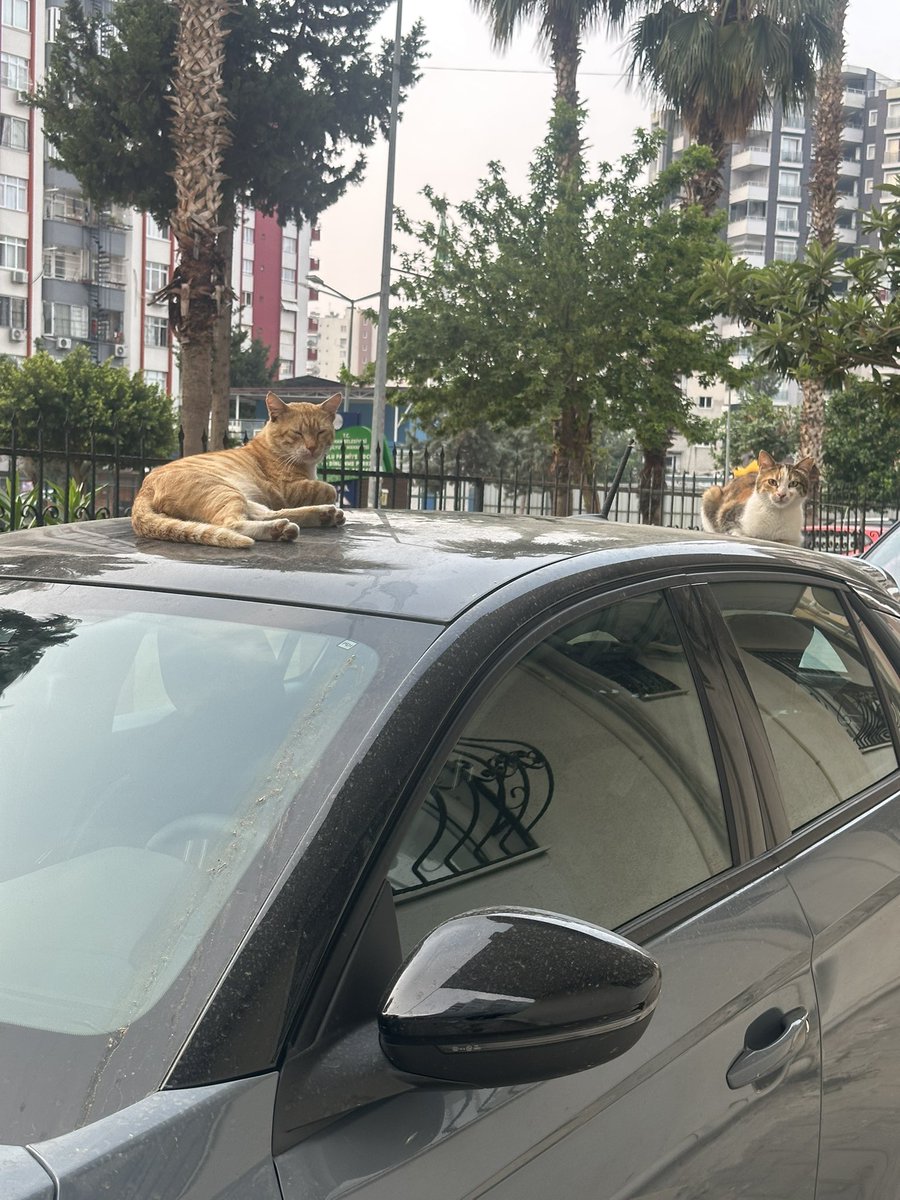 Binamızın kedileri İstanbula dönmeme izin vermiyor, bu hafta da işe gelemeyeceğim