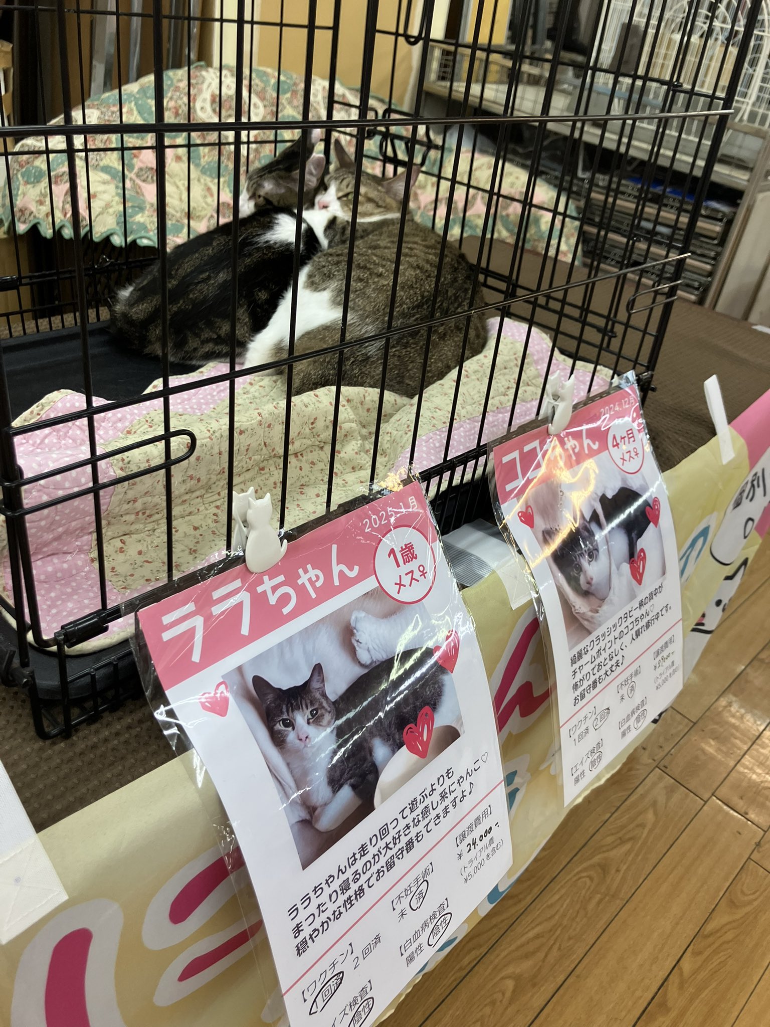 ねーさん🐰 on X: 