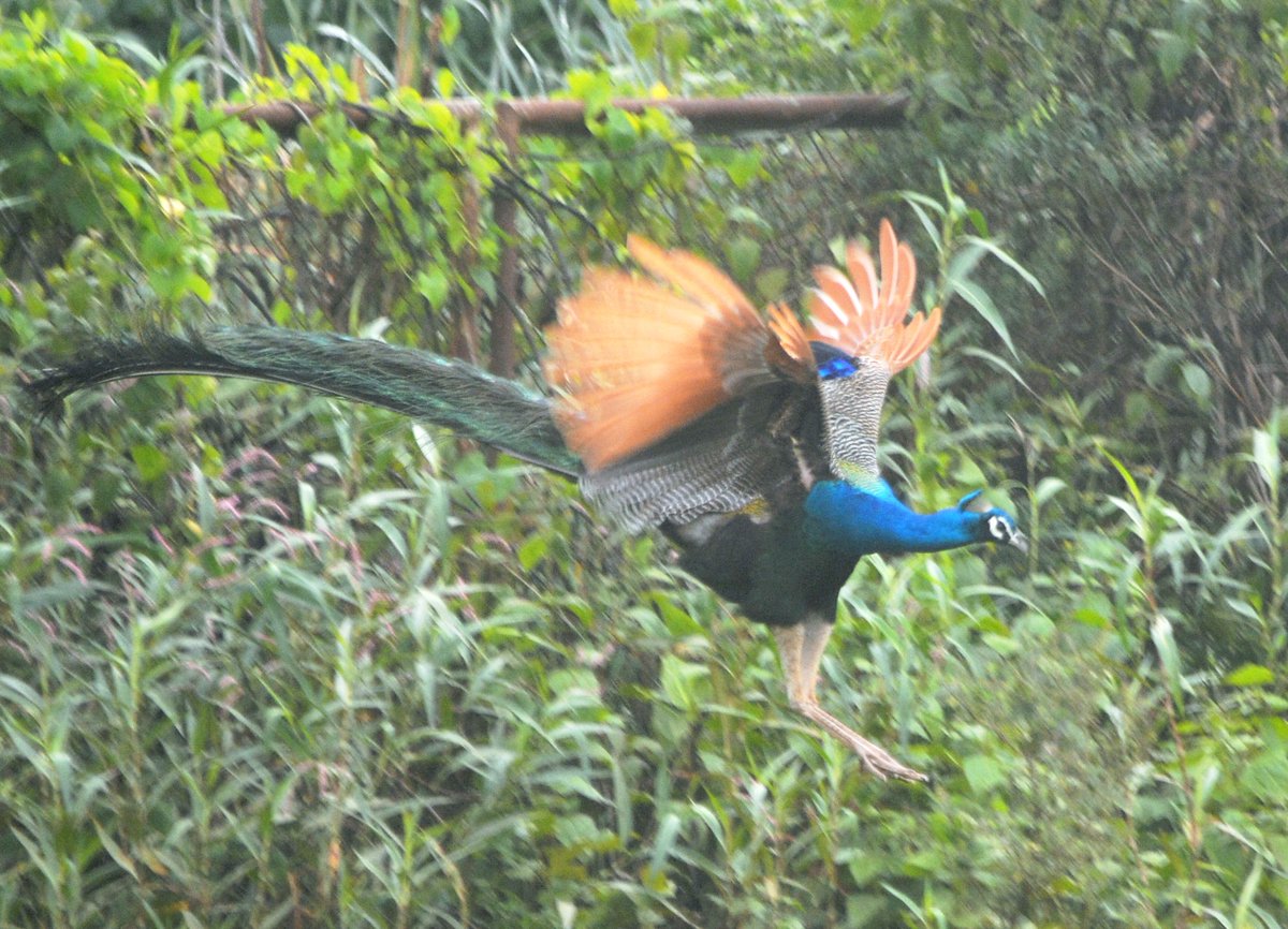 PRASHANT ADUR (@prashantadur) on Twitter photo “By the time a man realizes that maybe his father was right, he usually has a son who thinks he’s wrong.” —Charles Wadworth
#FathersDay2025 clicks.... #birdsofmorarjinagar....
happy fathers day to all
<a href="/HubliCityeGroup/">Hublicity-eGroup</a> <a href="/Hubballi_Infra/">Hubballi Dharwad Infra</a> <a href="/nagabhushanb/">Nagabhushan 🇮🇳</a> “By the time a man realizes that maybe his father was right, he usually has a son who thinks he’s wrong.” —Charles Wadworth
#FathersDay2025 clicks.... #birdsofmorarjinagar....
happy fathers day to all
<a href="/HubliCityeGroup/">Hublicity-eGroup</a> <a href="/Hubballi_Infra/">Hubballi Dharwad Infra</a> <a href="/nagabhushanb/">Nagabhushan 🇮🇳</a>