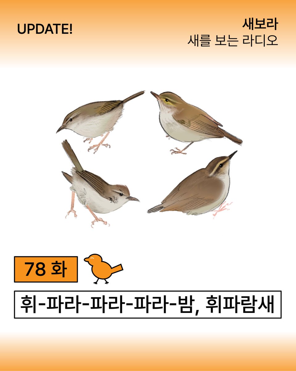 sae_bora's tweet photo. 78화: 휘-파라-파라-파라-밤! 휘파람새

숲에서 들리는 청아하고 아름다운 휘파람 소리의 주인공, 휘파람새! 휘파람새부터 섬휘파람새, 숲새, 솔새사촌에 대한 이야기도 다뤄봤어요!

팟빵 : https://t.co/ufiIuigvqO
유튜브 : https://t.co/Jwb2J25t0O https://t.co/gVBQyrjtYq