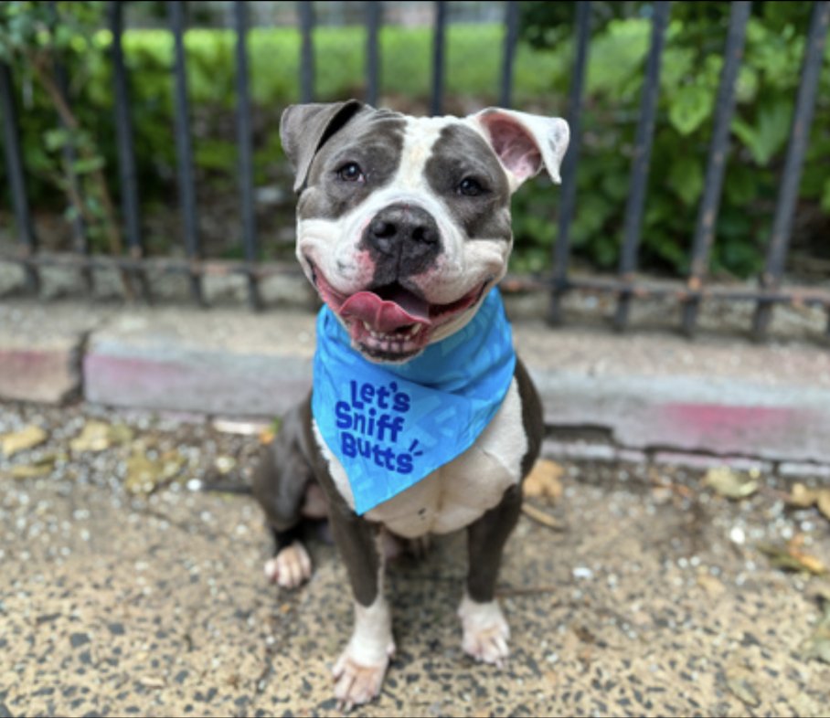 BeeDoDoobieDo's tweet photo. 🫠Seems as though we have a "class clown" 🤡
in Manhattan ACC⭐️
🪄This magical little imp is putting his best 
paw forward🐾in hopes of capturing your heart 🧲
~ ~ go meet this jokester soon 😆💙🩵💙
https://t.co/HSbj5l4kaP (mid-air treat catch⤵️) https://t.co/2i7WpCBDaX