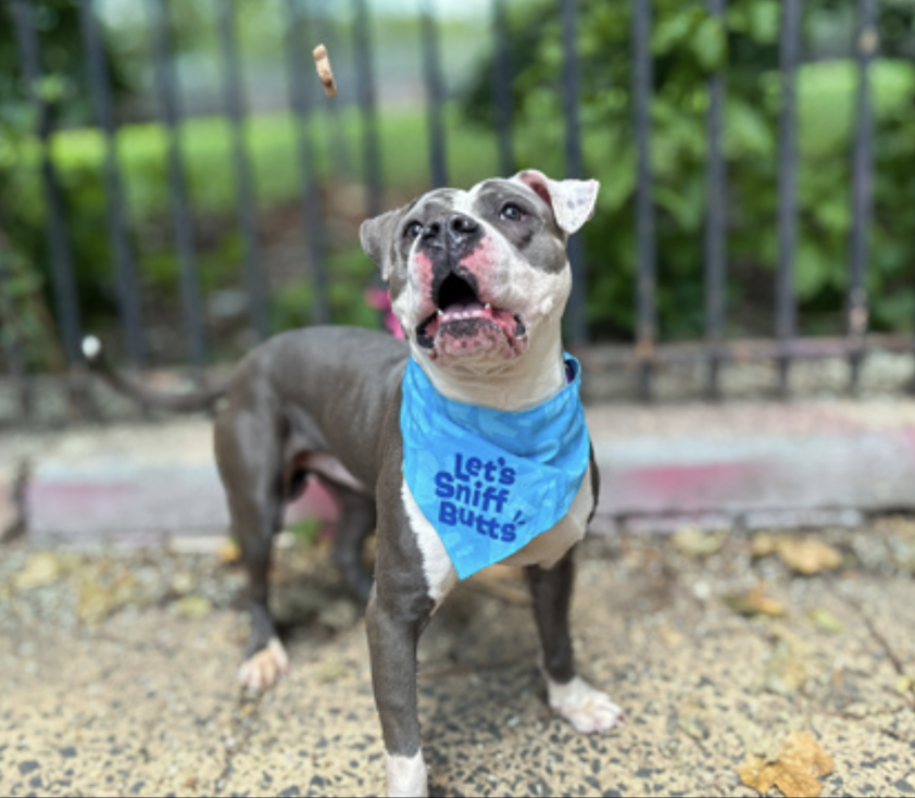 BeeDoDoobieDo's tweet photo. 🫠Seems as though we have a "class clown" 🤡
in Manhattan ACC⭐️
🪄This magical little imp is putting his best 
paw forward🐾in hopes of capturing your heart 🧲
~ ~ go meet this jokester soon 😆💙🩵💙
https://t.co/HSbj5l4kaP (mid-air treat catch⤵️) https://t.co/2i7WpCBDaX