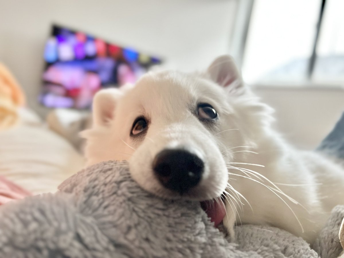 やはりこれ #犬の変顔コンクール