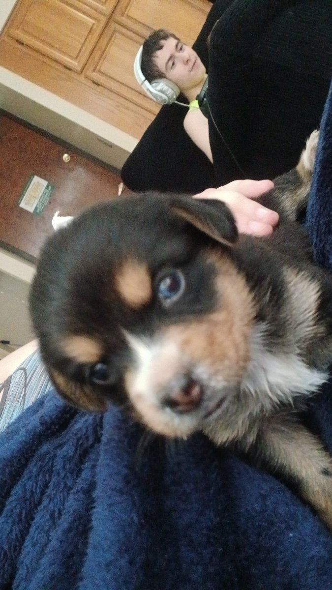 Coyote_Tails's tweet image. Posts may slow down a bit, I got this girl today!! 🩷 her name is Moose!!!