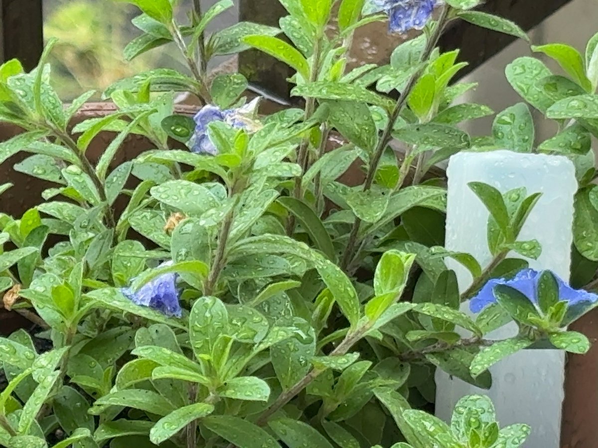 もううちの家の花咲いてた