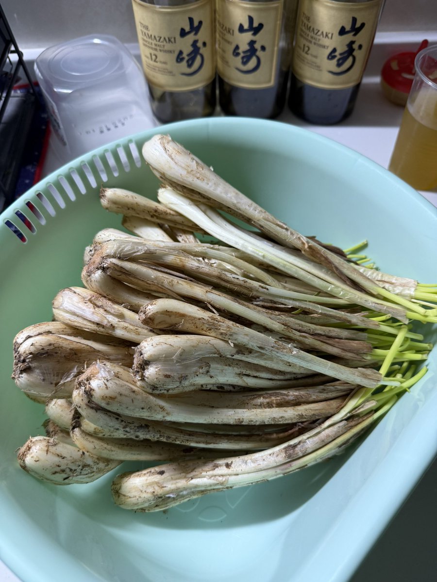 astroken's tweet image. 沖縄から島らっきょうお取り寄せ、皮を剥くだけで1時間以上掛かった。
これから漬け込みます😋