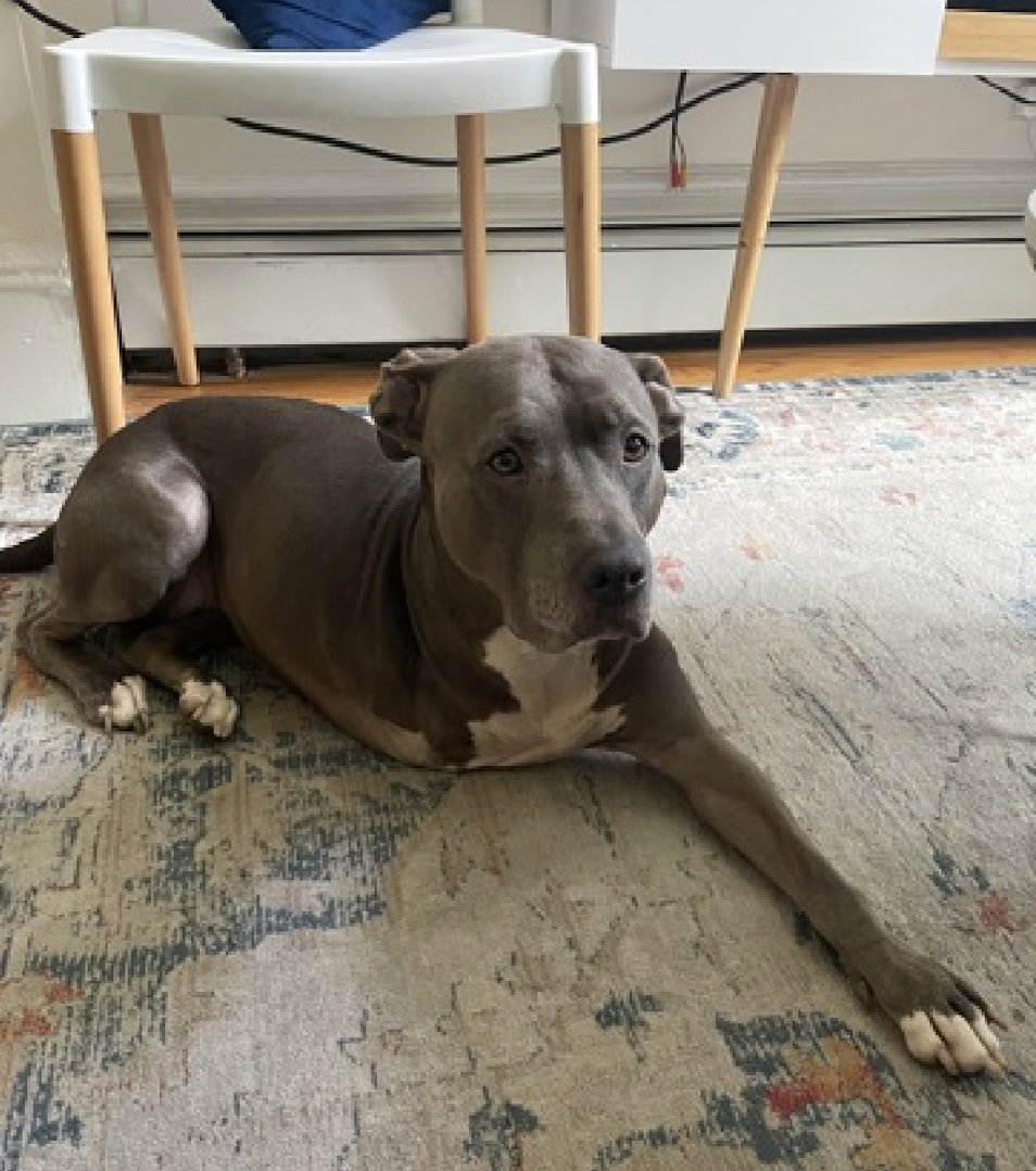 It's Mia ~ the three legged wonder dog!🦸‍♀️
nycacc.app/browse/68175
Her foster says, missing one leg does not slow her down, she'll hop her way into your heart❤️💛💜🧡💚⭐️She'll love you unconditionally, let you sleep in, bribe you for belly rubs🫳🏼rides the train like a pro. C'mon!