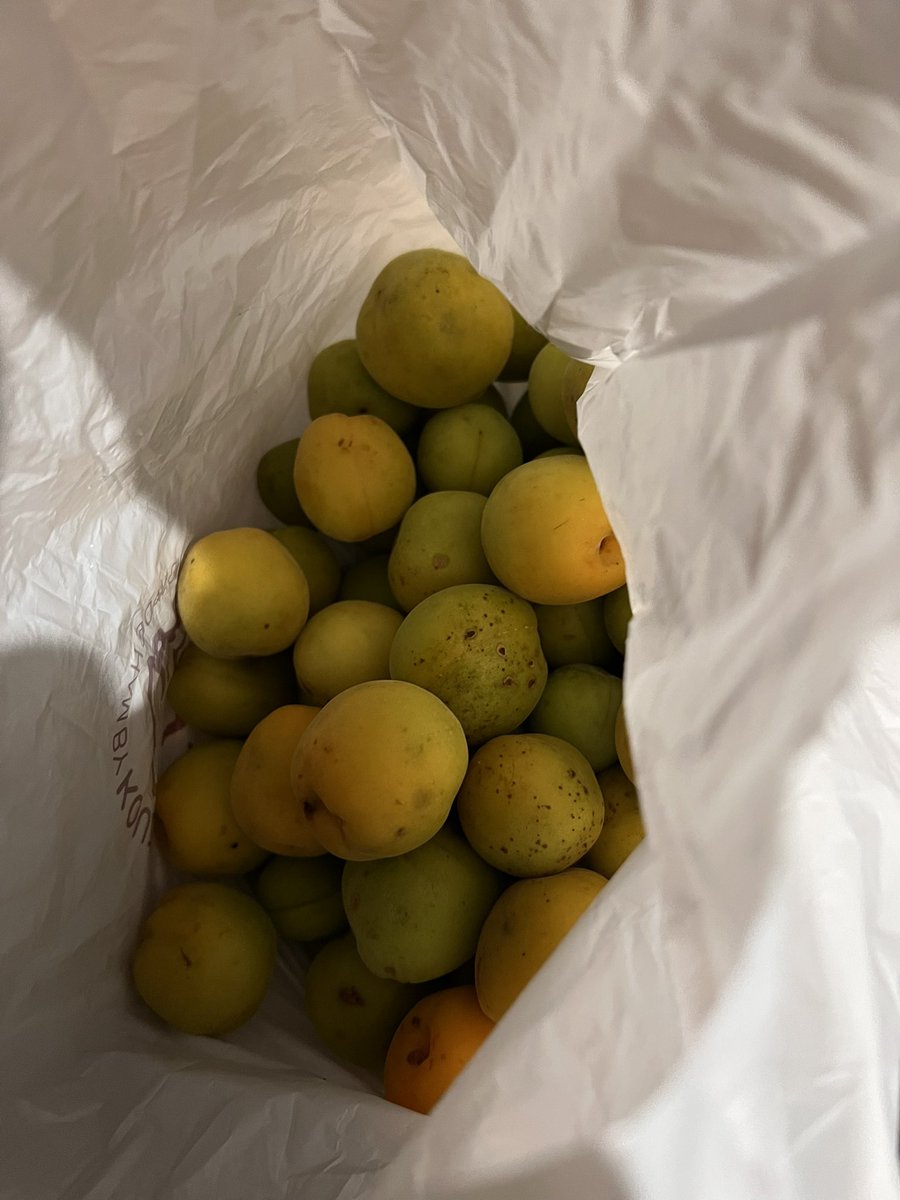 今年の梅５キロも取れて
過去一の量になった
梅干しと梅シロップを作ろう