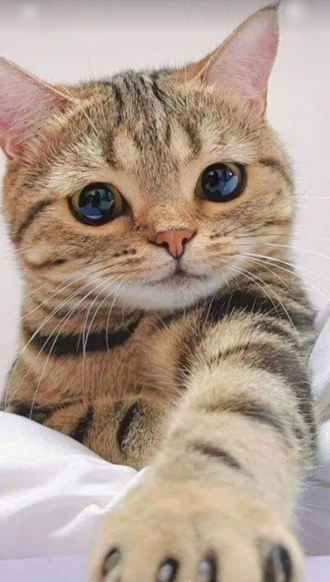 DailyCatsX's tweet photo. https://t.co/qGp2sJH7Kk