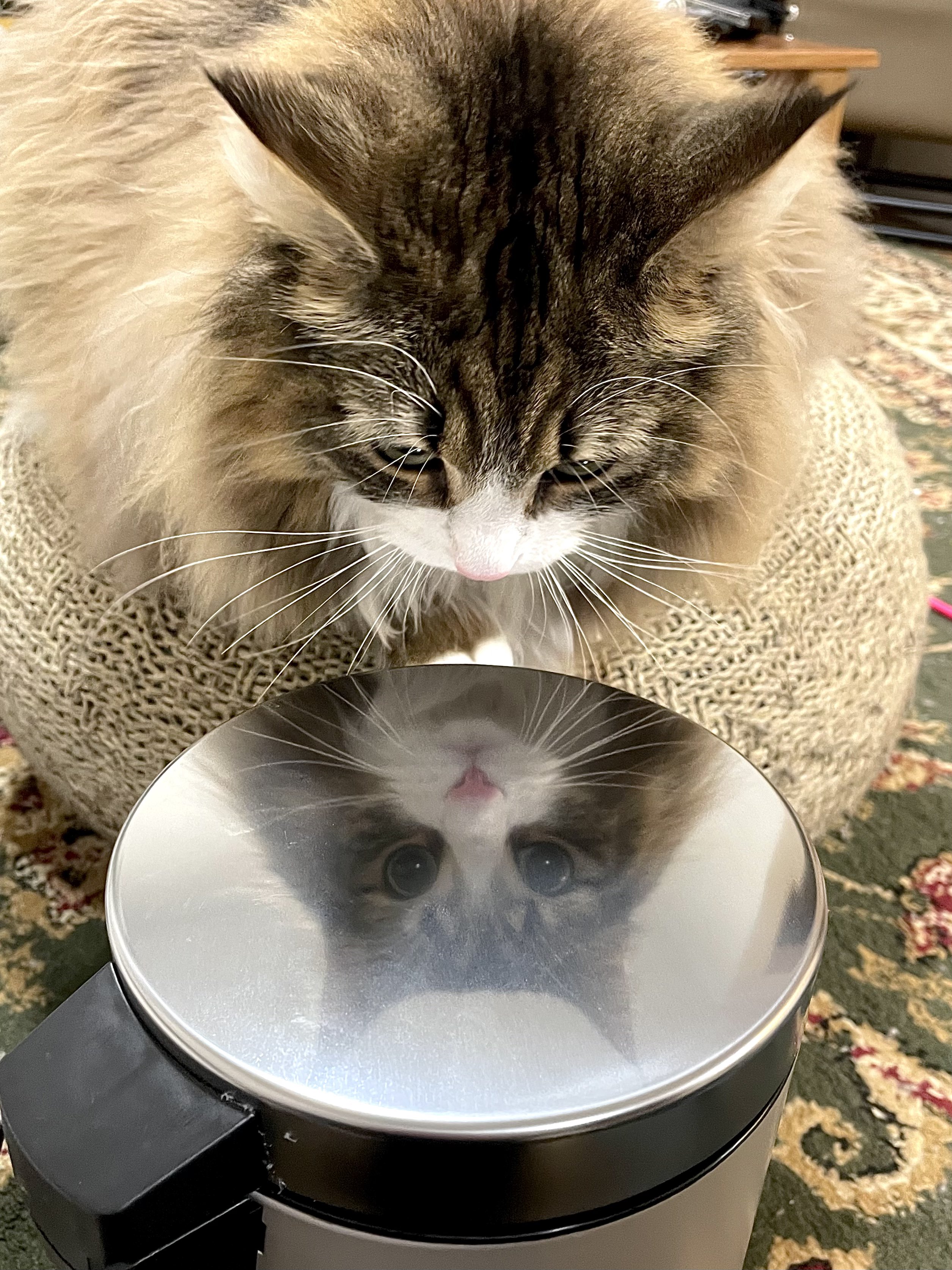take.jetjam | #しろねこおっどあい #かりん様 #ねこと #ねこ
