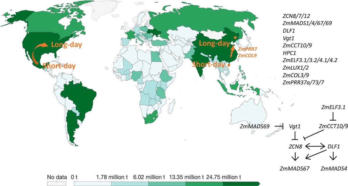 #SeedBio

Maize: a global crop marvel! From domestication traits to genomic insights, boosting breeding for the future. 

<a href="/MaximumAcademic/">Maximum Academic</a> #MaizeGenomics #CropScience <a href="/ASPB/">ASPB</a>

Details: maxapress.com/article/doi/10…