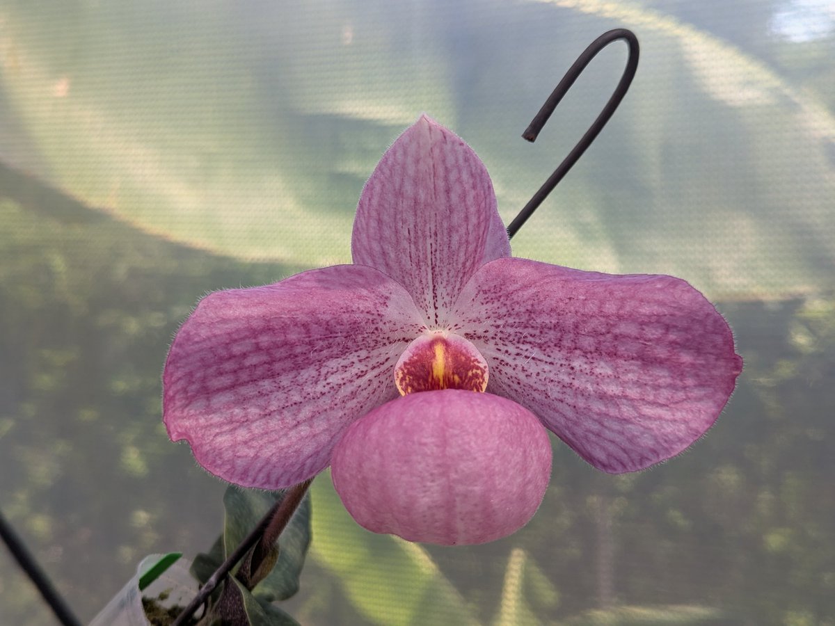 PaphioChien's tweet photo. Paph. Miss Vietnam

My own breeding, it contains 5 species in it, they are hangianum, emersonii, micranthum, delenatii and vietnamense, all can be found in Vietnam, so I named it 'Miss Vietnam'.
I'm happy with this result!
#paph #パフィオ #orchids #flowers #蘭 #自家交配 https://t.co/YxDVf9dOr6