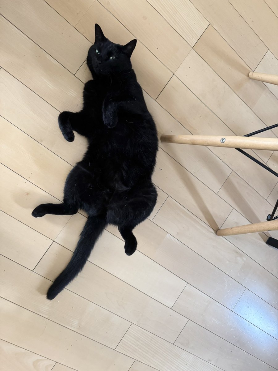 sen/黒猫コースター -黒猫がグラスの水気をしっかり吸ってくれ