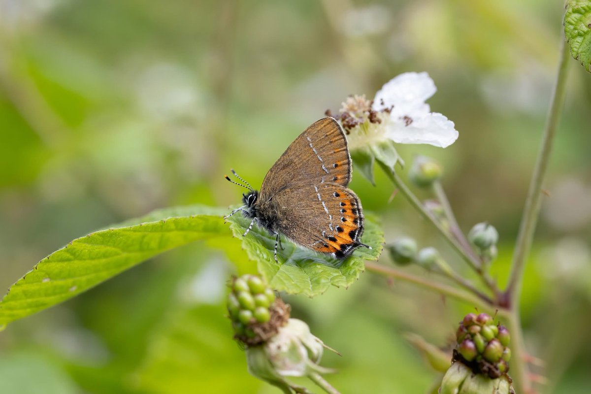 dave_b_james's tweet image. Two new locations for Black Hairstreaks have been discovered so far this weekend in Northamptonshire. Please keep checking those blackthorns as there must be more out there. White-letter Hairstreaks are also now out so please check any elms for new populations of those too!