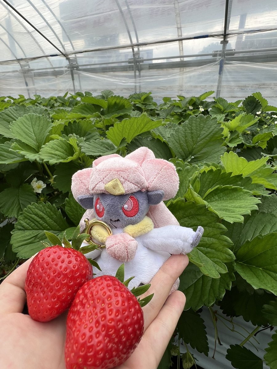 dianciewme's tweet photo. 大きいいち��とディアンシー
#pokemonfit 
#ポケモンfit https://t.co/qmCGRMu37m
