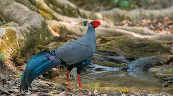 🚨Thailand’s national bird, the Siamese Fireback, spotted for the first time in Ranikhet, Uttarakhand