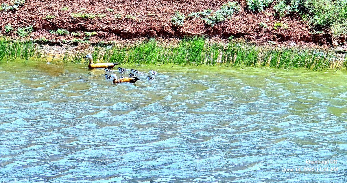 Ангирын дэгдээхэй арвуулаа