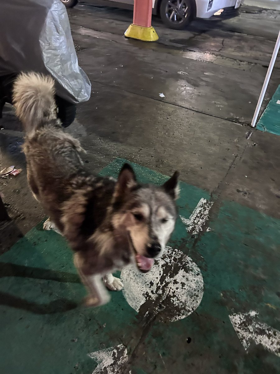 alexia_michito's tweet photo. @TlalpanVecinos Hola, este perrito anda por el Oxxo de cerca de el arco de Chimalcoyotl. Tal vez se salió de alguna casa, se ve que lleva algunos días perdido, es muy amigable pero no tiene collar. https://t.co/w44OLYuedV