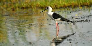 Mangalajodi is its own. Awaits Personhood...

Sad Birds Still Sing

thecitizen.in/index.php/en/N…