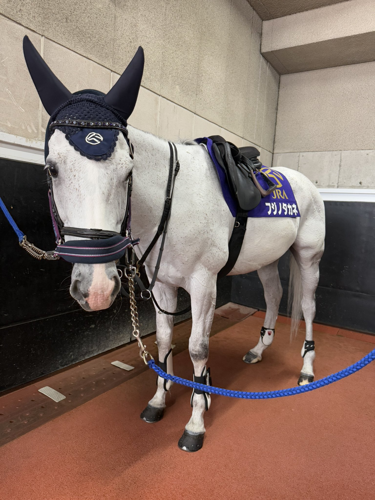 阪神競馬場【公式】 on X: 