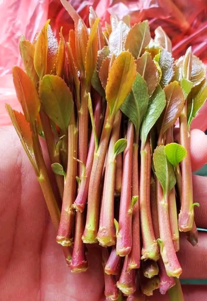 يخزن في اليوم بـ 5 الف ويقول الوضع زفت ومامعانا حق كيلوا دقيق في البيت #نصيحة  جرب وشد على نفسك وخزن في الأسبوع مره وسوف توفر لأسرتك جميع ما كنت تشتكي من نقصانها فالحياة كفاح وجهاد فكافح نفسك اولآ..... أنتهى✋
ملاحظة.. ليش حق القات تتوفر سريع🤔
متابعة لا هنتو 👍