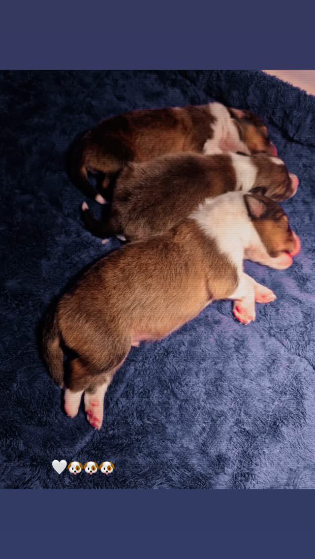 __opywpy__'s tweet photo. babies 🐶🐶🐶
cr. unquelityz 

#bentleycartierO
#winmetawin https://t.co/CDhClgWdl1