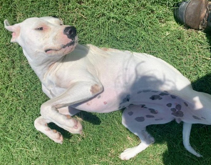 The faces of Butterfly 🦋 #A381336! 
There's the sad, frightened one, the happy one, and the playful one. But there's the same longing in each photo-the longing to be loved &amp; safe. 

She's never known that. Her owner abandoned her in a backyard &amp; now, she's scheduled to DIE on