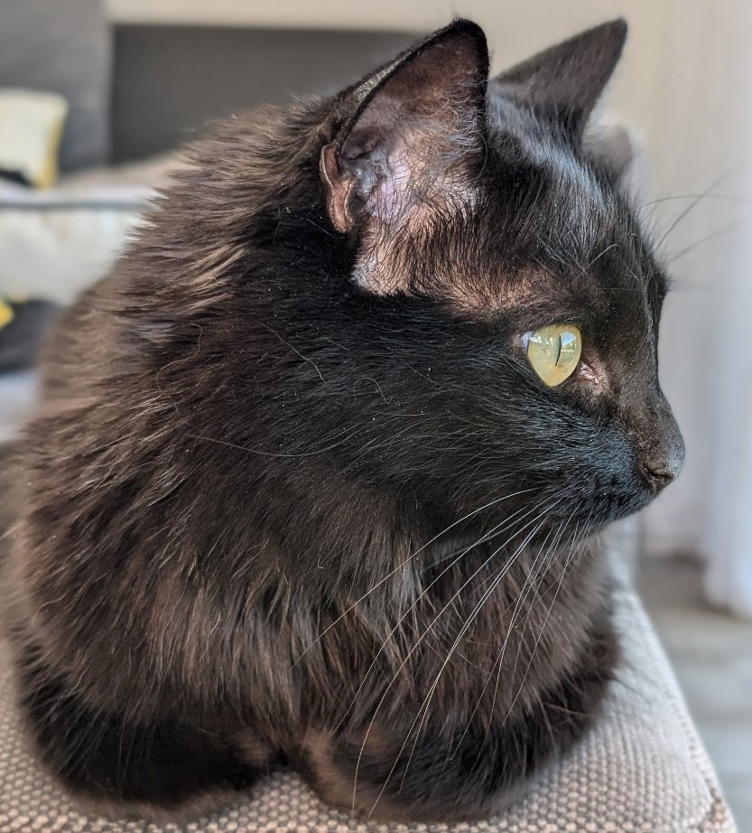 超歓迎 k's さま黒猫のモヘアのブローチ bear ぬいぐるみ