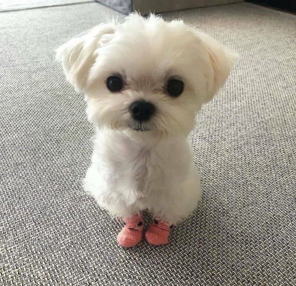 demimuju's tweet image. ม้าคเป็นมอลทีสตั้งแต่เด็กๆแล้วน้า 🐶