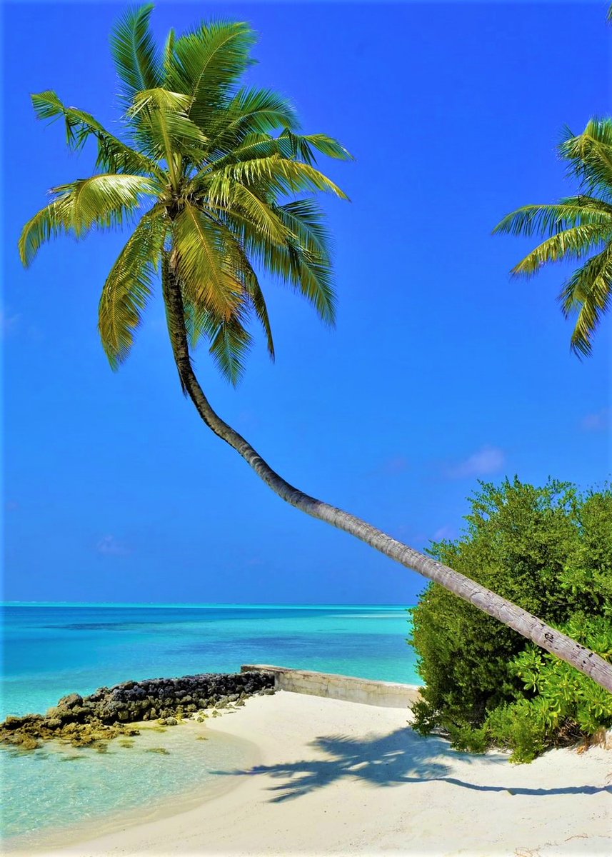 MitchellWi79248's tweet image. Maldives-Indian Ocean.