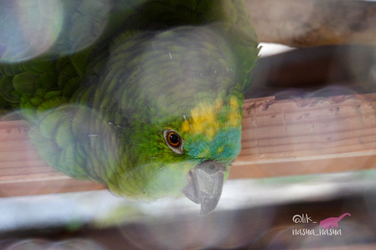 lik_nasua_nasua's tweet photo. #オウムインコデー 
これを撮って1年以上経っている…会いに行かないと
#大牟田市動物園
#アオボウシインコ #ひょーん♀
#BlueFrontedAmazon https://t.co/3DazSbOWvD