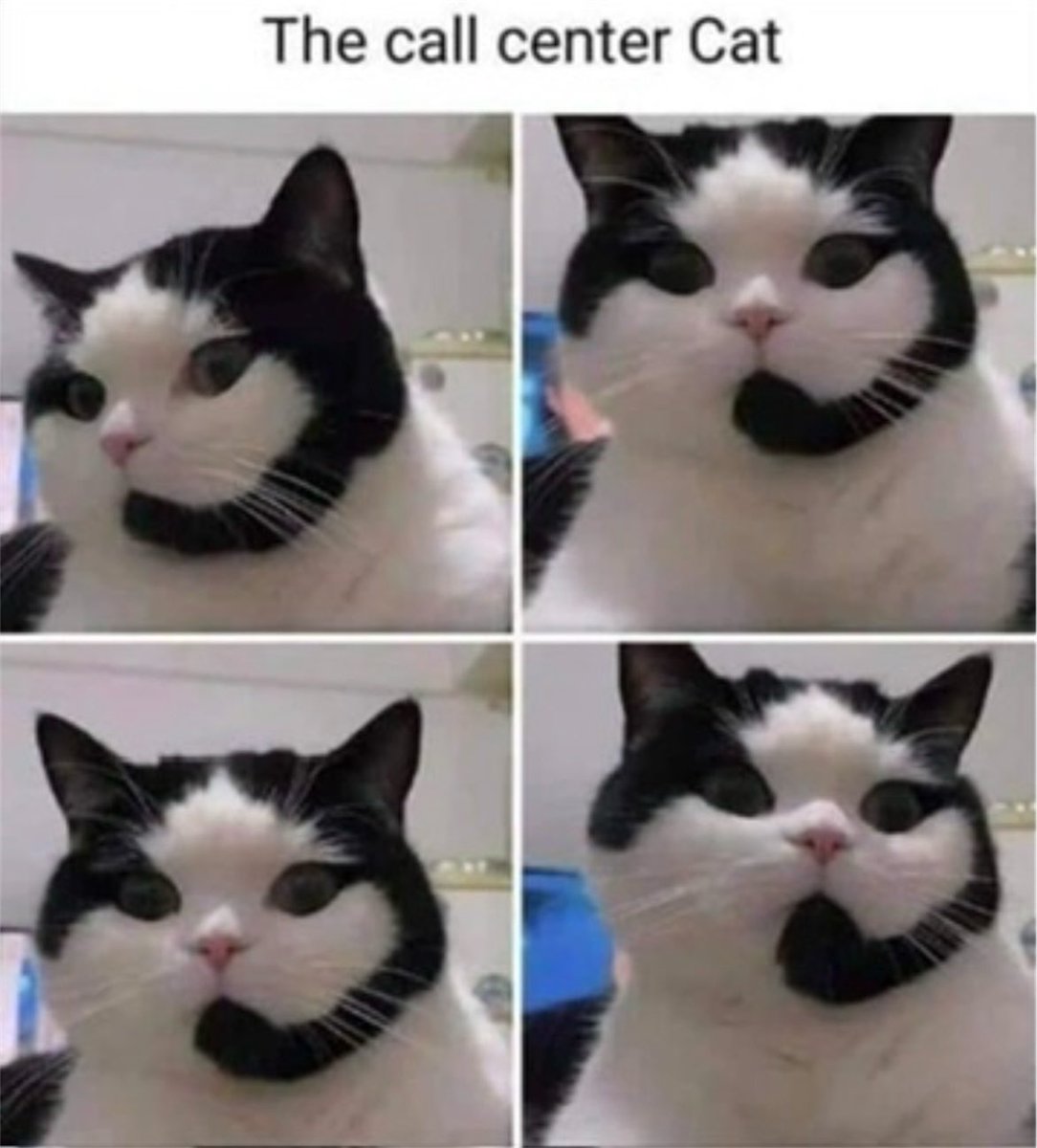 Call center cat. 📞