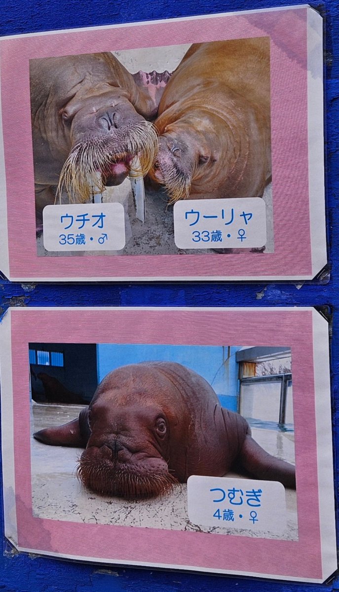 malena11080101's tweet photo. #父の日 ウチオさん
いつもありがとうございます💞
真夏はすぐそこですが
毎日健やかに過ごせますように🍀
#ウチオ #セイウチ #海象 #warlus
#おたる水族館 #海獣公園 25/5 https://t.co/EuBRDhRvBq