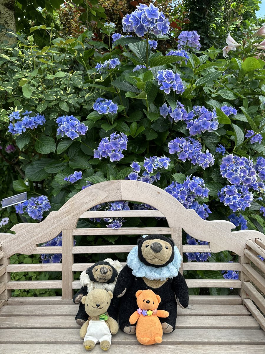 くまこ Amazon.co.jp: PUYOODOLL BABY KUMAKO in Wonderland : おもちゃ