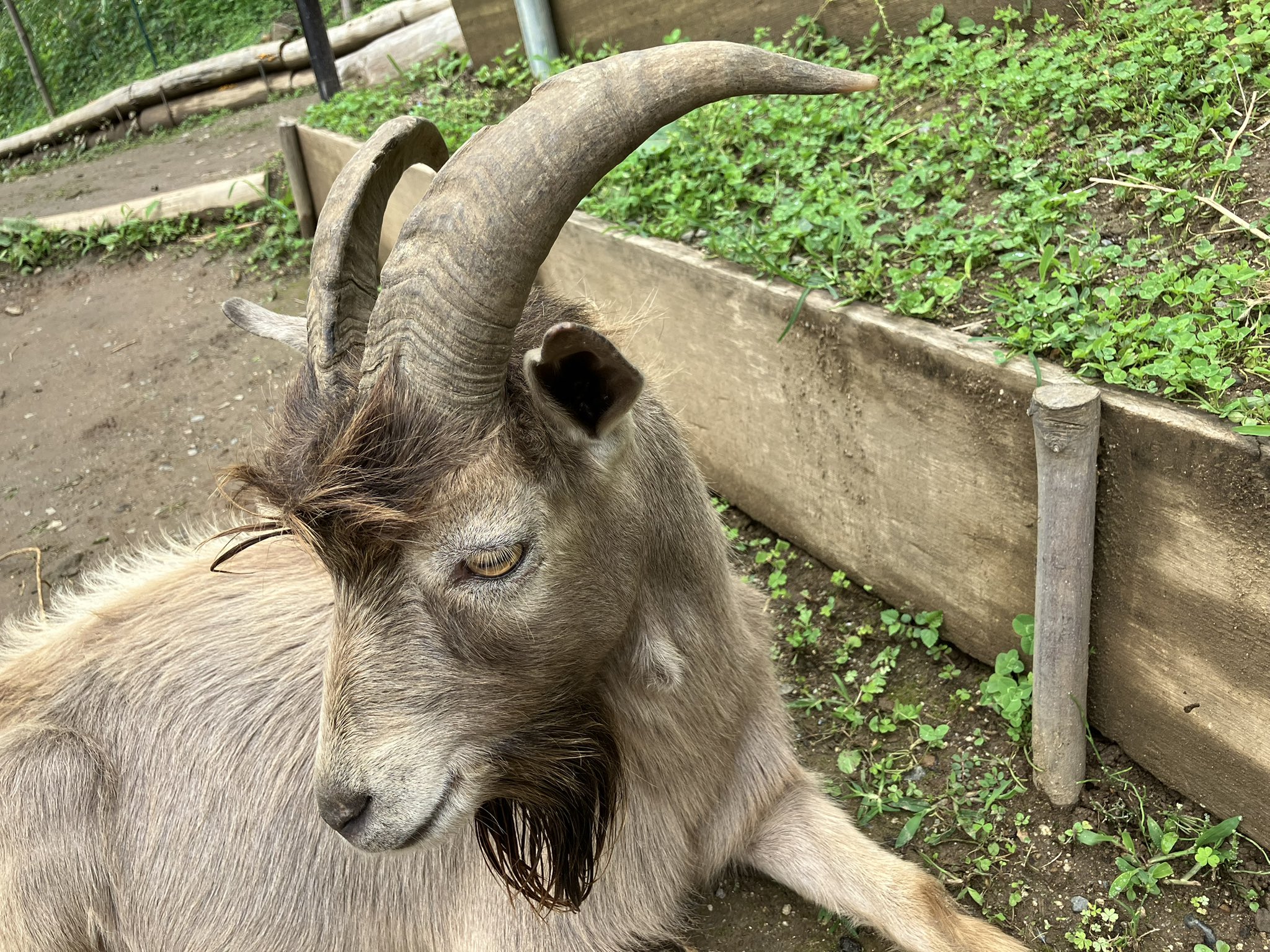 動物の言葉 驚異のコミュニケーション・パワー (ナショナル ジオ