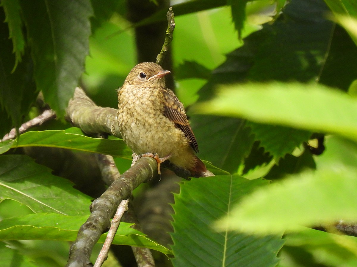 Juvenile Redstart at Old Lodge, Sussex.