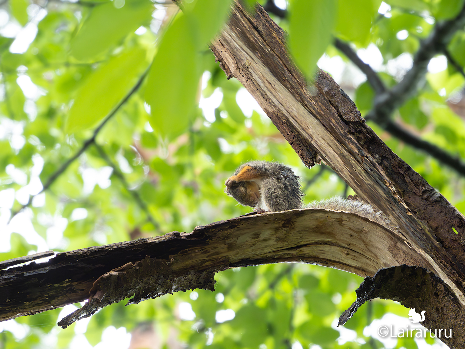 るる Lairaruru🐿🦋🌎🇯🇵 on X: 