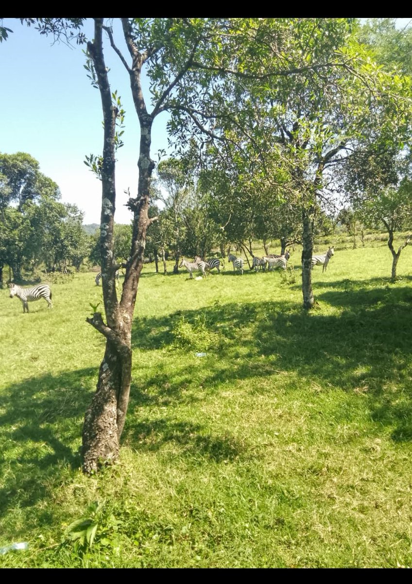 KWS, kwangu sio conservancy 😬😬 kujieni hizi vitu zenu.