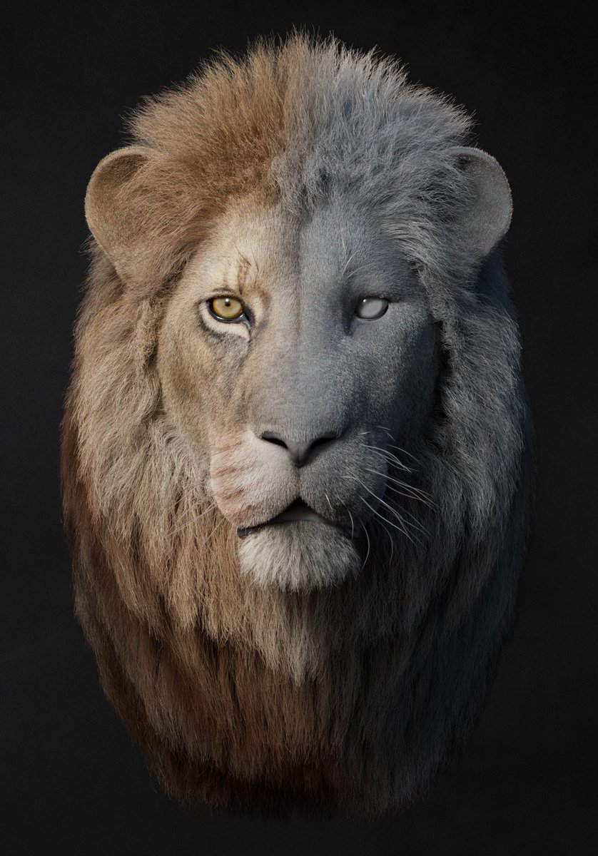 massimorighi's tweet photo. Excited to share a sneak peek straightforward render of my new 3D Lion! This is just a work in progress, but I’m really pleased with how it’s turning out so far. 
Created using Maya, Xgen, and rendered with Arnold. Can’t wait to refine it further! https://t.co/eZz7kz2CtC