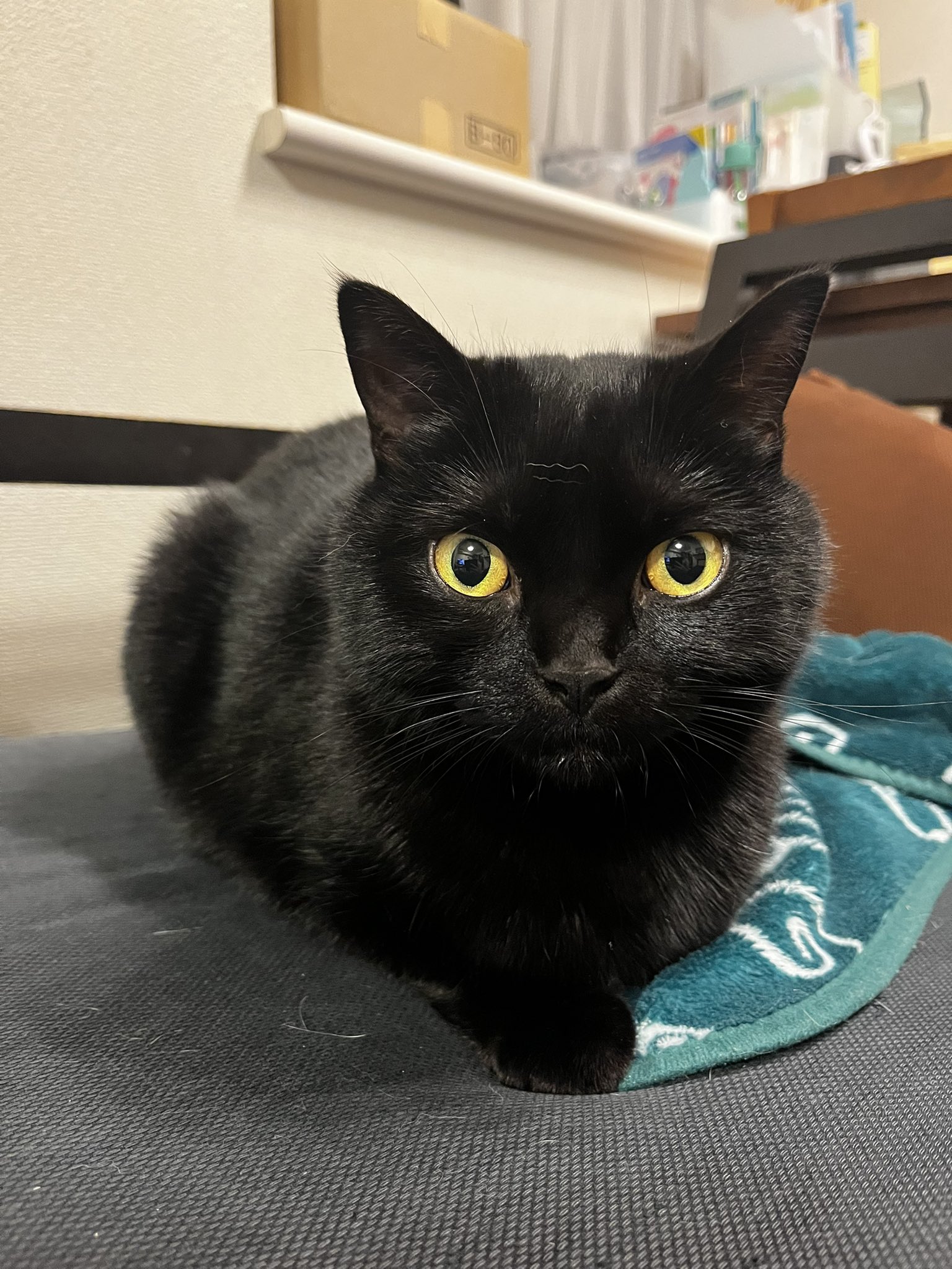 くろねこ鍾馗 on X: 