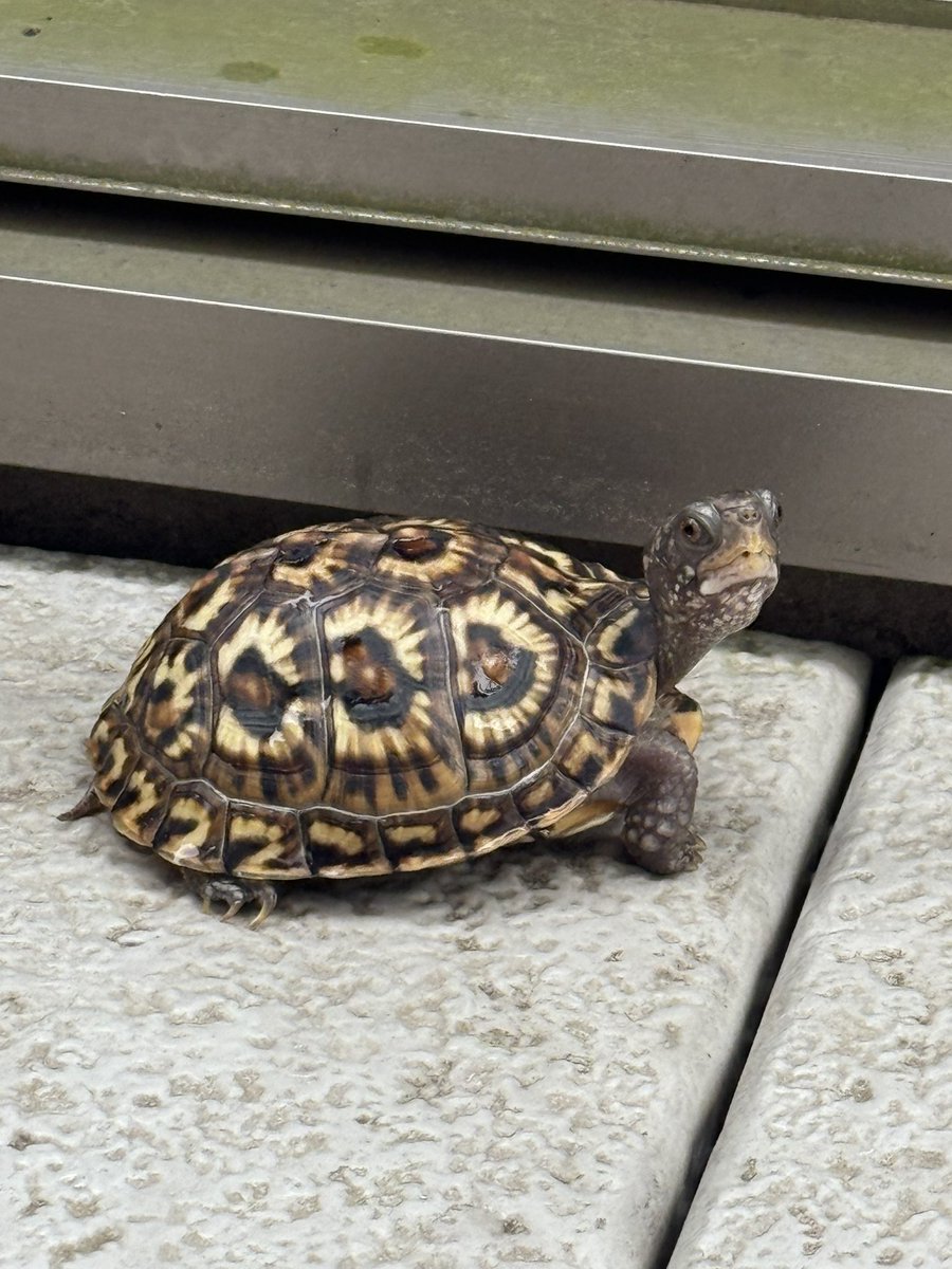 脱走兵
#トウブハコガメ