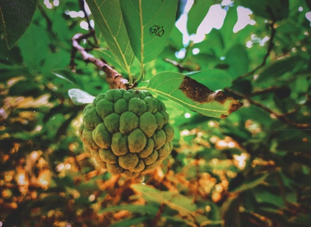 #Dailyphoto #Naturephotography #Jinography