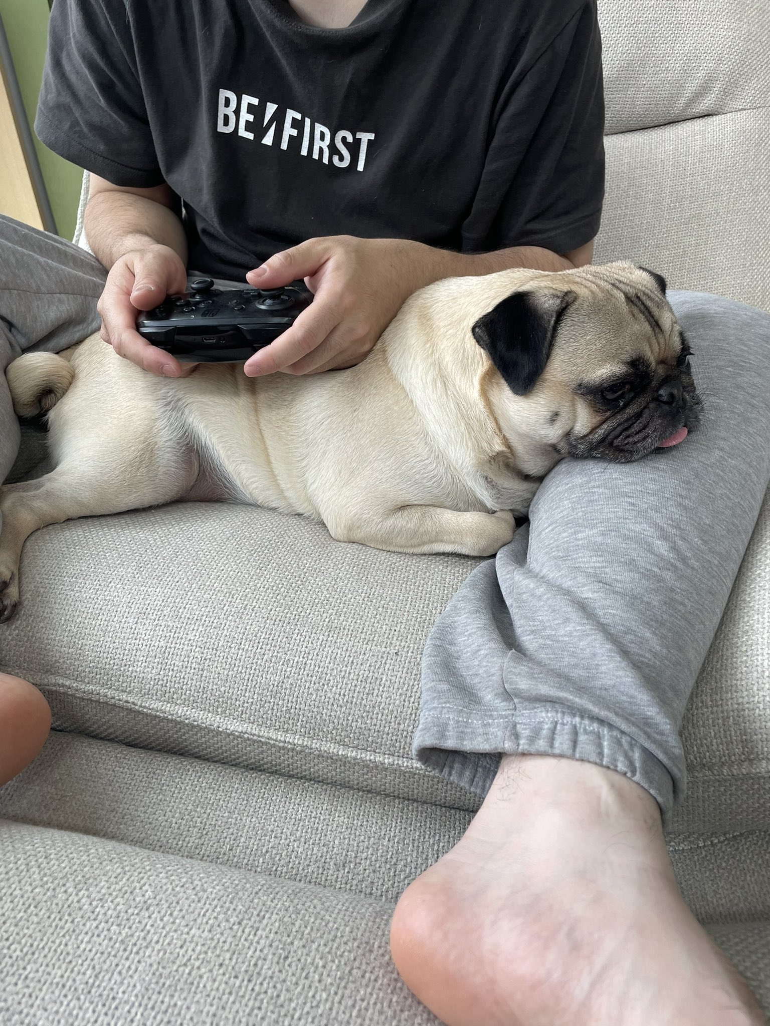 パグちゃん まるちゃん|maru the pug (@pug_maru0906) • Instagram photos