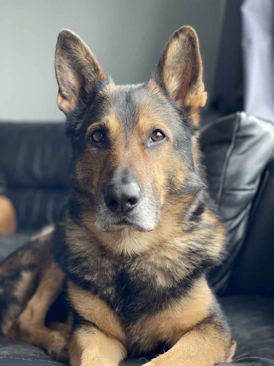 K9Finn's tweet image. 🌈🐾 A Father’s Day Message from Heaven 🐾🌈

Hi Dad,
It’s me, Finn — your boy, your partner, your shadow.

I may not be by your side today in the way I used to be, but I’m still with you. Every step you take, every lesson you teach, every dog you guide — I see it all, and I wag…