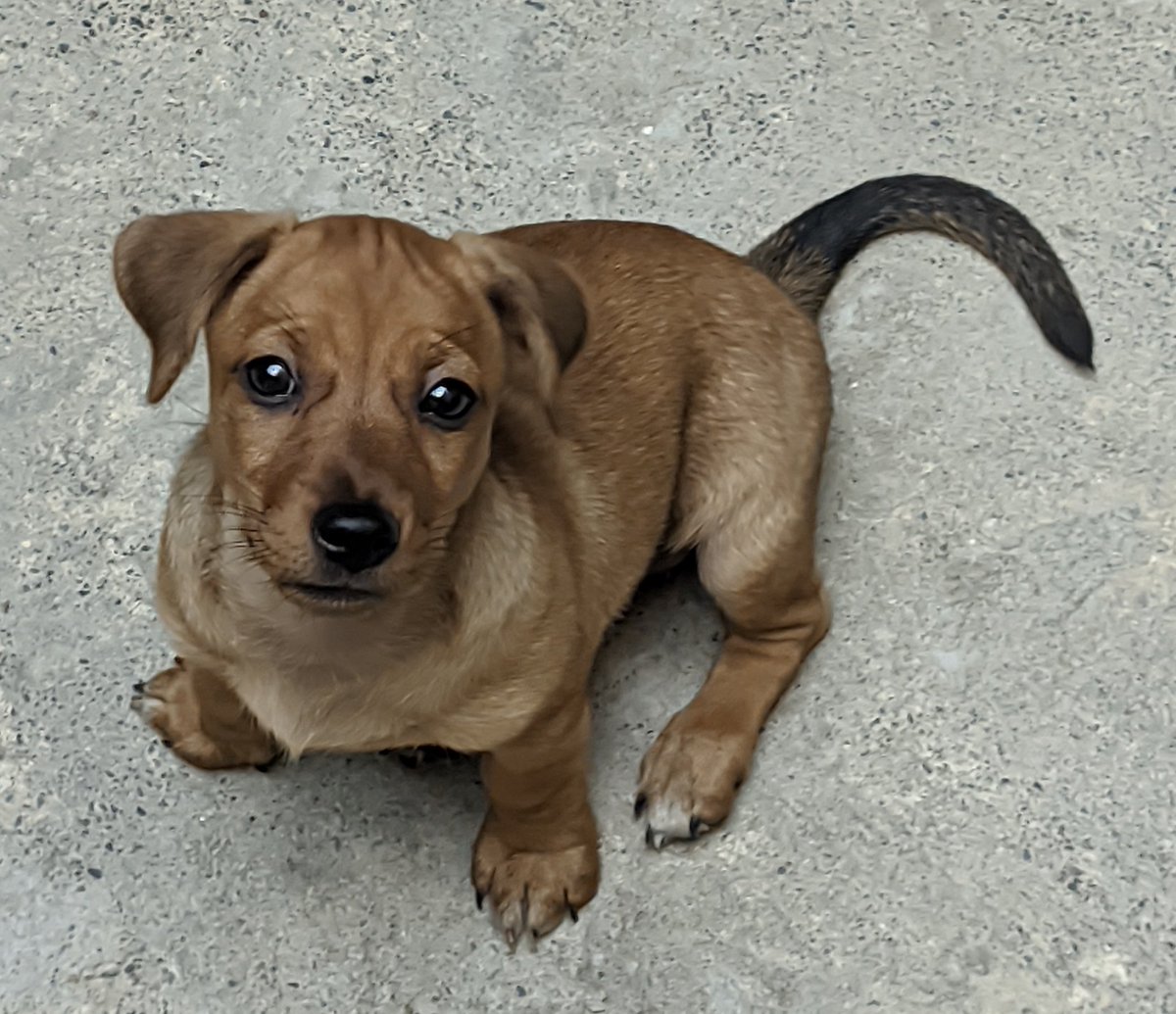 Lizi, hoy con lágrimas en los ojos me toca decir adiós. Te amo demasiado, intenté darte lo mejor de mi desde el primer momento en que llegaste y aunque no pude lograr esa promesa que te hice, haré lo posible para cumplirla así no estés conmigo. Nos vemos en otra vida mi niña. ❤️