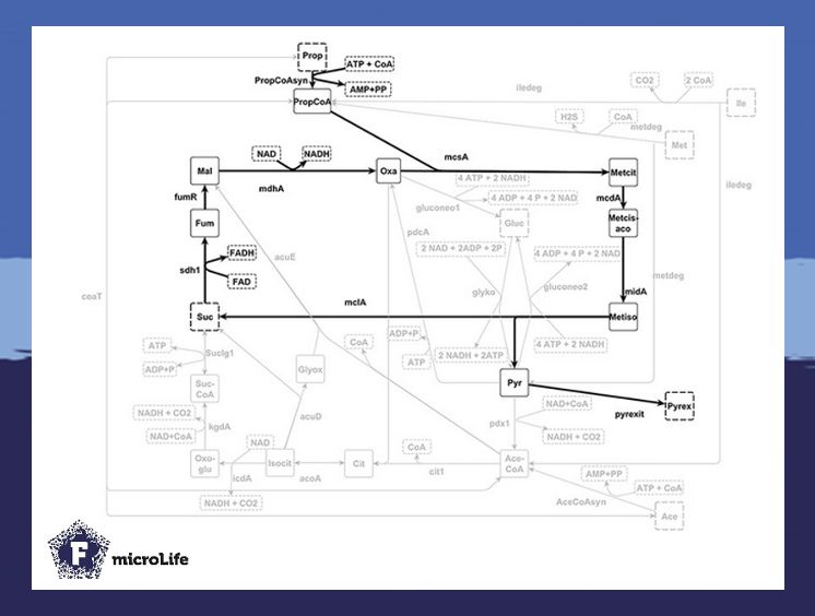 microLife (@microlifejrnl) on Twitter photo The methylcitrate cycle (MCC) – a lesser-known cousin of the TCA cycle – plays a key role in pathogenic fungi & bacteria. 🦠✨ Absent in humans, Korn and colleagues <a href="/UniJena/">Universität Jena</a> highlight its potential as a new #DrugTarget & #biotech tool.
buff.ly/TZNGfZS The methylcitrate cycle (MCC) – a lesser-known cousin of the TCA cycle – plays a key role in pathogenic fungi & bacteria. 🦠✨ Absent in humans, Korn and colleagues <a href="/UniJena/">Universität Jena</a> highlight its potential as a new #DrugTarget & #biotech tool.
buff.ly/TZNGfZS